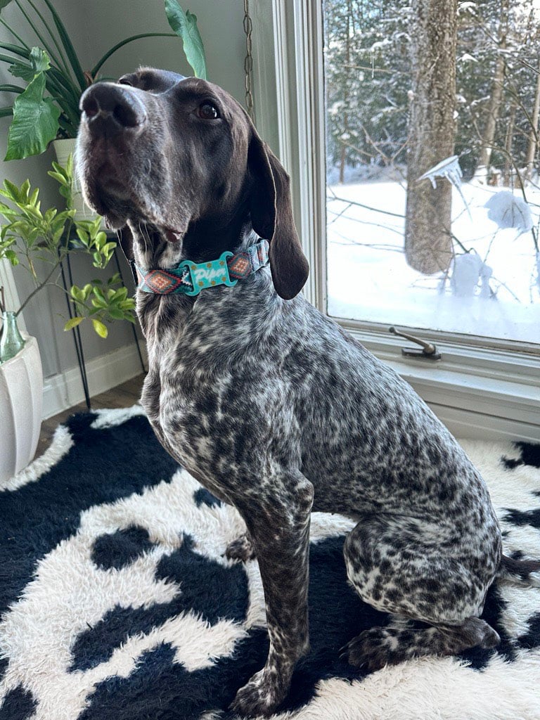 Piper with 3D printed tag copy