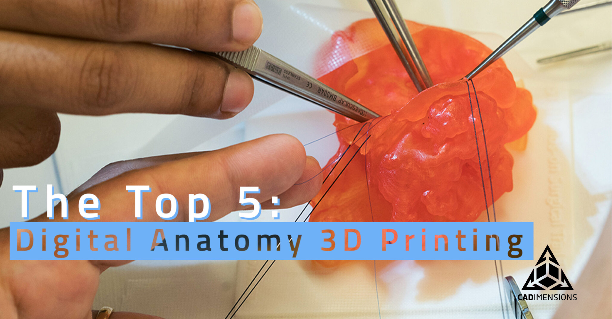 5 Facts About Digital Anatomy 3D Printing