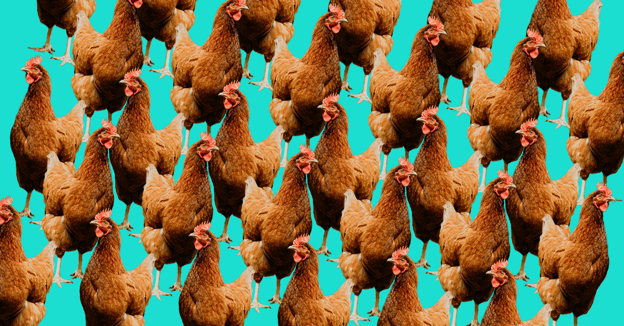 chicken background